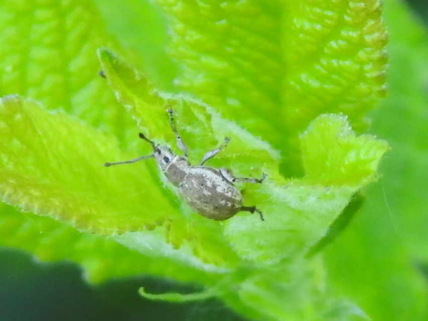Peritelus familiaris - nagy kendermagbogár