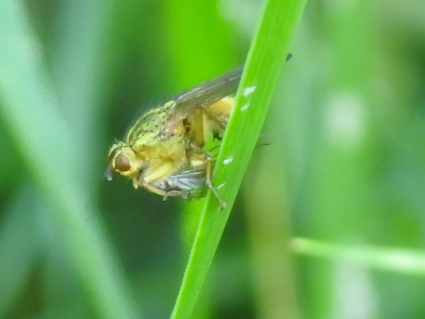 Scathophaga stercoraria - közönséges trágyalégy