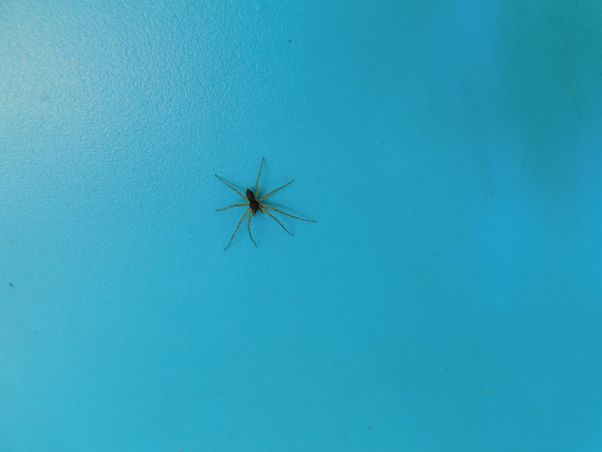 Philodromus dispar - lomb karolópók
