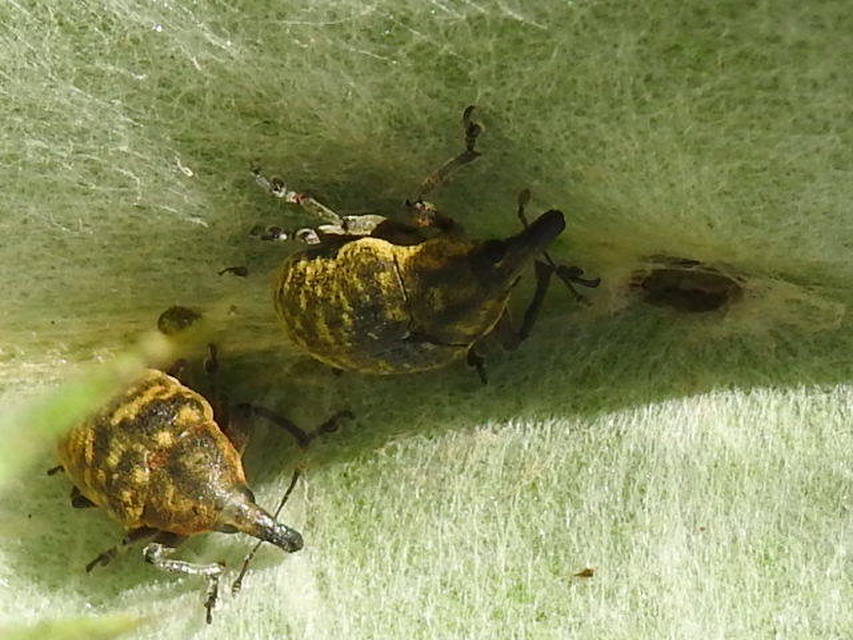 Larinus turbinatus - kúposorrú púderbarkó