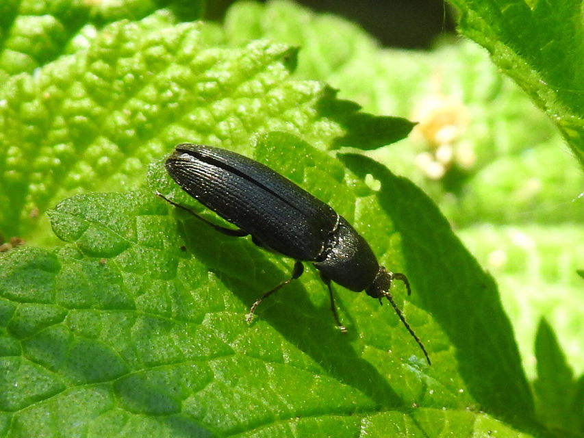 Melanotus