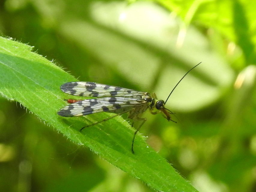 Panorpa vulgaris