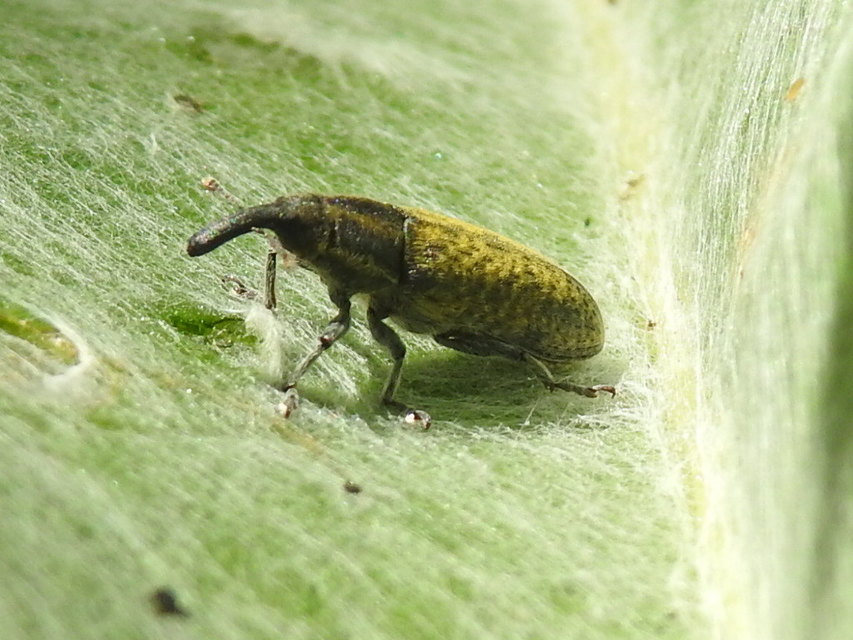Lixus cardui/filiformis