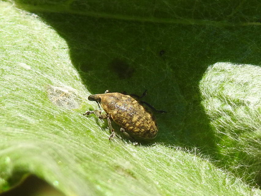 Larinus turbinatus - kúposorrú púderbarkó