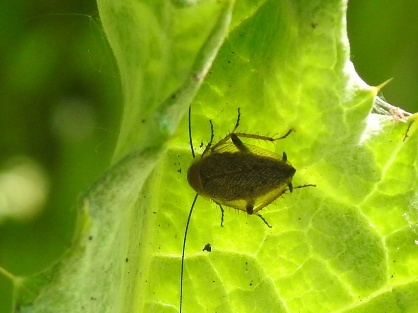 Ectobius erythronotus - sárgatorú erdeicsótány