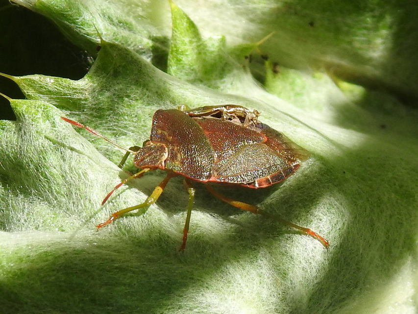 Palomena prasina - zöld bogyómászó-poloska Palomena prasina - zöld bogyómászó-poloska
