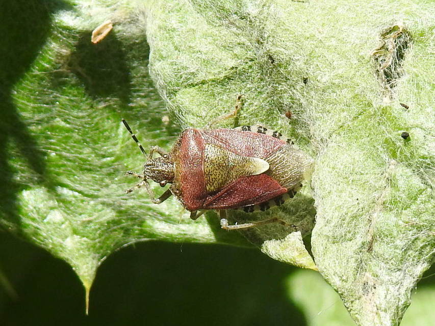 Dolycoris baccarum - közönséges bogyómászó-poloska