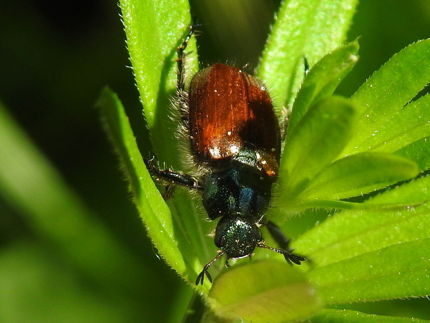 Phyllopertha horticola - kerti szipoly