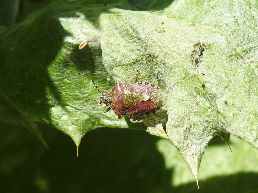 Dolycoris baccarum - közönséges bogyómászó-poloska