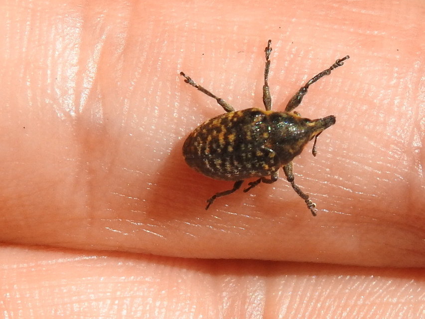 Larinus turbinatus - kúposorrú púderbarkó