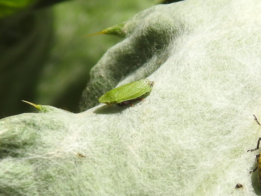 Tettigometra virescens