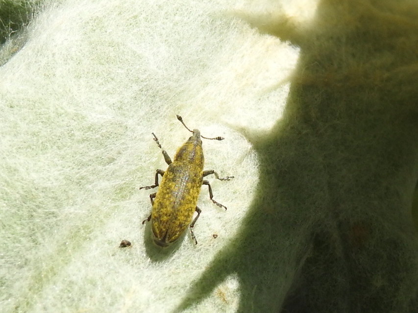 Lixus cardui/filiformis