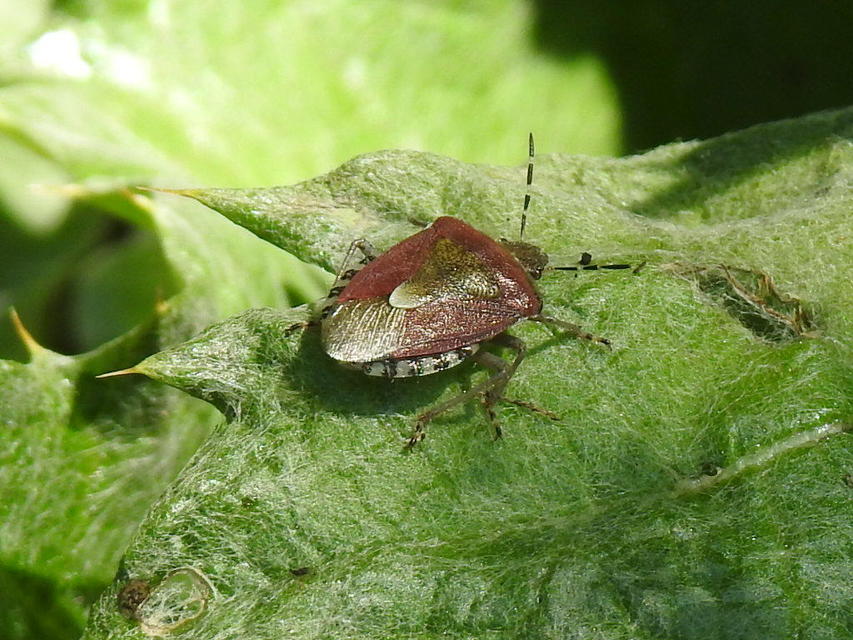 Dolycoris baccarum - közönséges bogyómászó-poloska