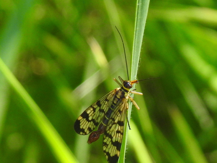 Panorpa vulgaris