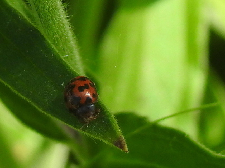 Subcoccinella vigintiquatuorpunctata - lucernaböde