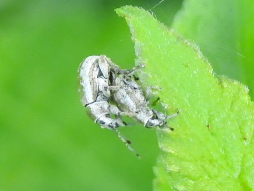 Peritelus familiaris - nagy kendermagbogár