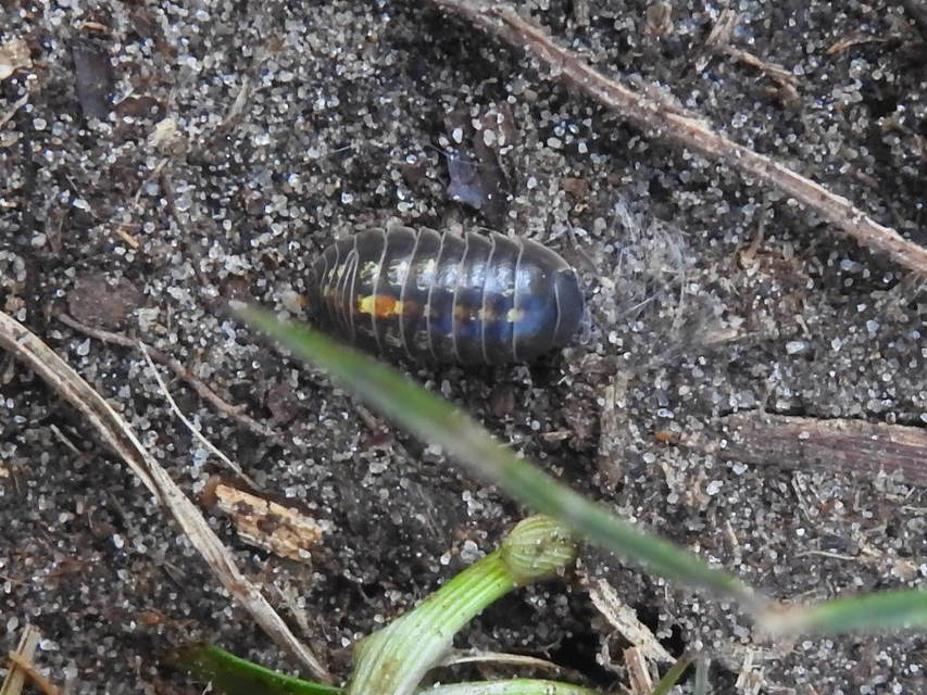 Armadillidium