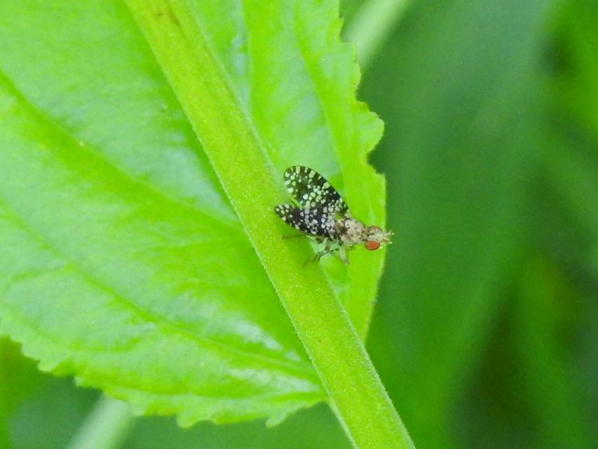Trypetoptera punctulata - pirosszemű szarvaslégy