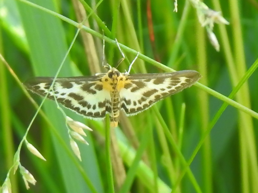 Anania hortulata - tarka csalánmoly