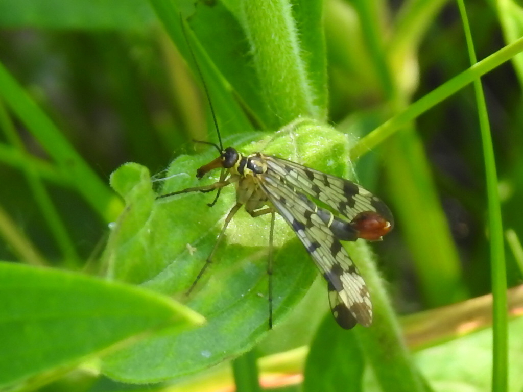 Panorpa vulgaris