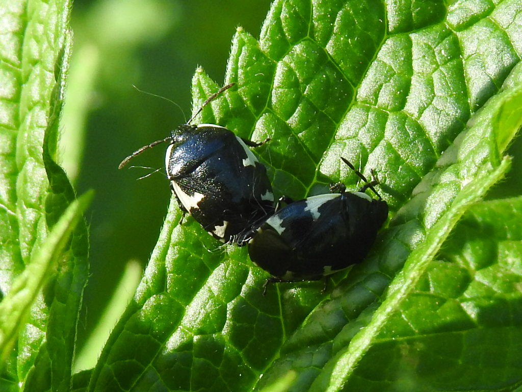 Tritomegas sexmaculatus - hatfoltos földipoloska
