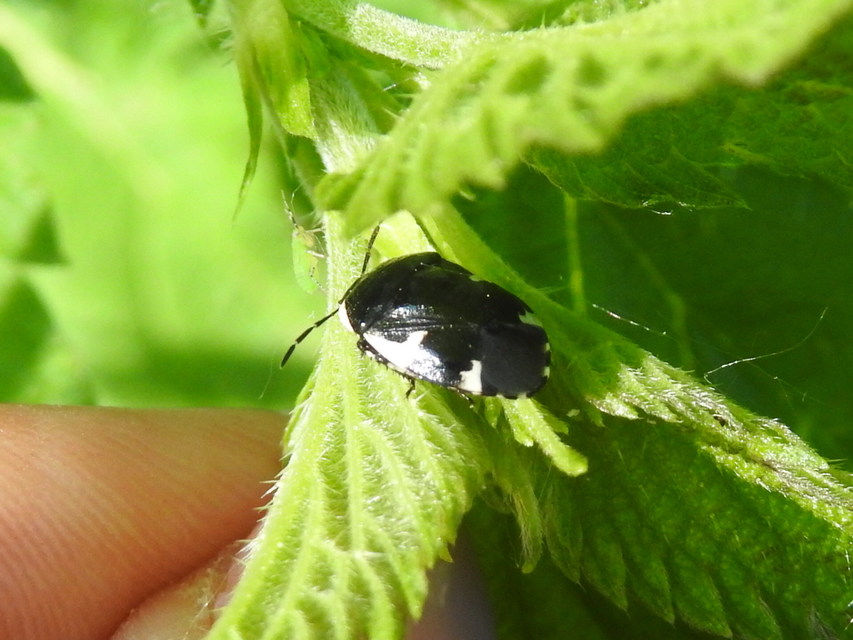 Tritomegas sexmaculatus - hatfoltos földipoloska
