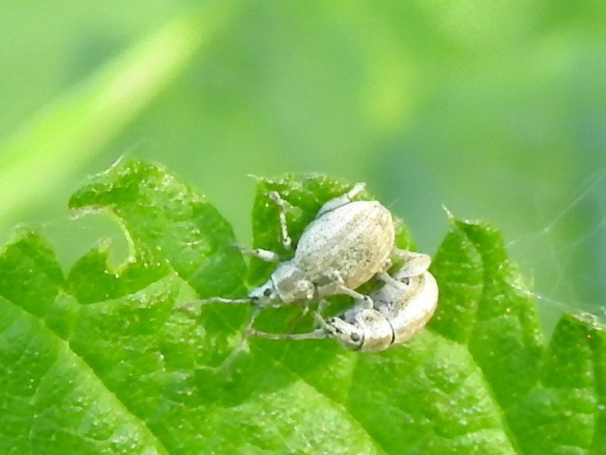 Peritelus familiaris - nagy kendermagbogár