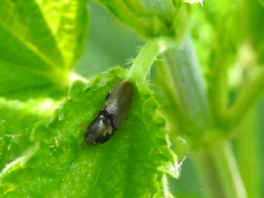 Cardiophorus