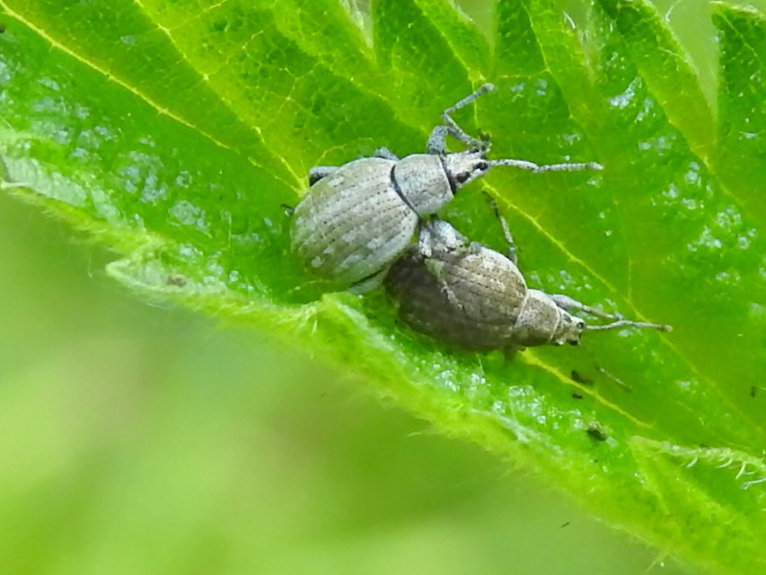 Peritelus familiaris - nagy kendermagbogár