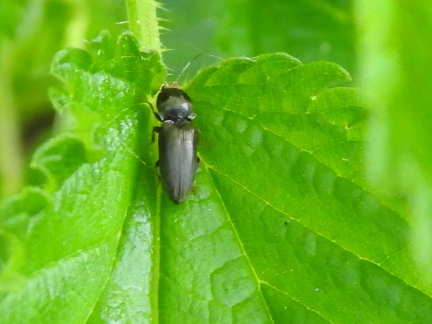 Cardiophorus