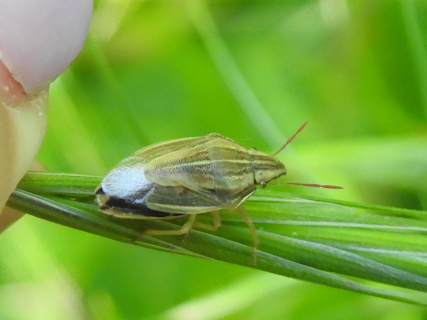 Aelia acuminata - közönséges szipolypoloska Aelia acuminata - közönséges szipolypoloska