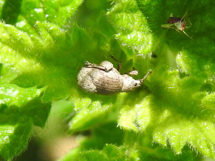 Peritelus familiaris - nagy kendermagbogár
