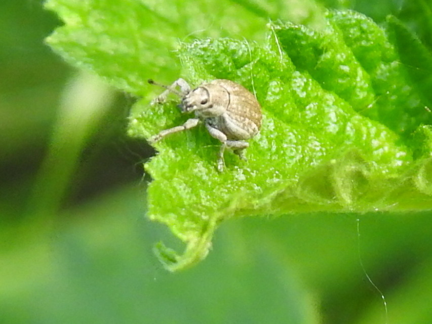 Peritelus familiaris - nagy kendermagbogár