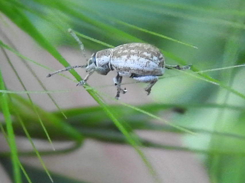 Peritelus familiaris - nagy kendermagbogár