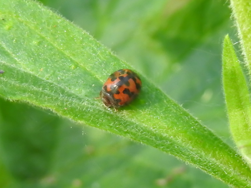 Subcoccinella vigintiquatuorpunctata - lucernaböde