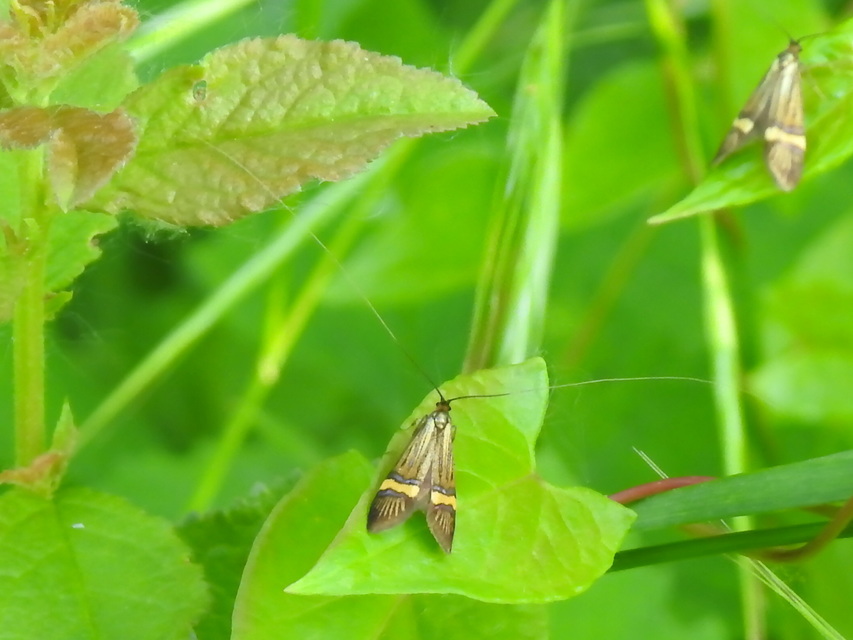 Nemophora degeerella - pompás tőrösmoly