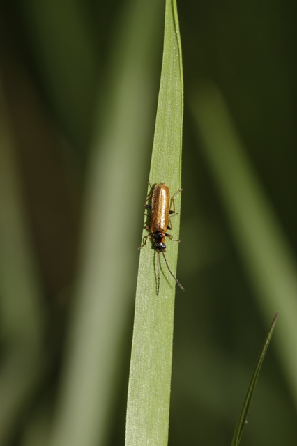 Rhagonycha nigriventris - feketecombú lágybogár Rhagonycha nigriventris - feketecombú lágybogár