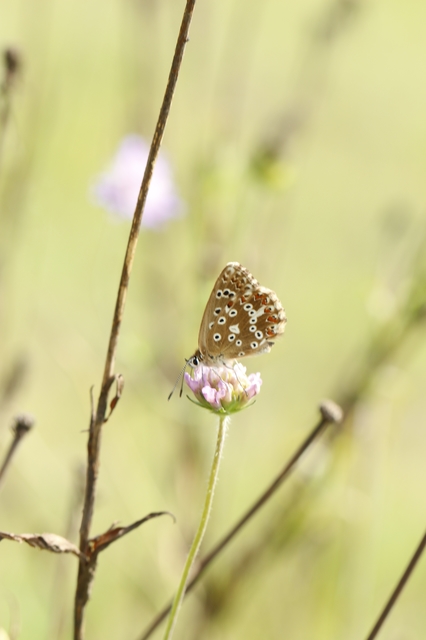Polyommatus coridon - ezüstkék boglárka