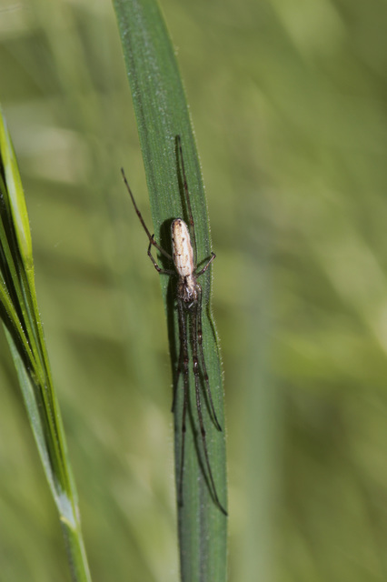 Tetragnatha