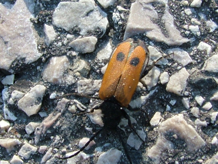 Apalus bimaculatus - kétfoltos élősdibogár
