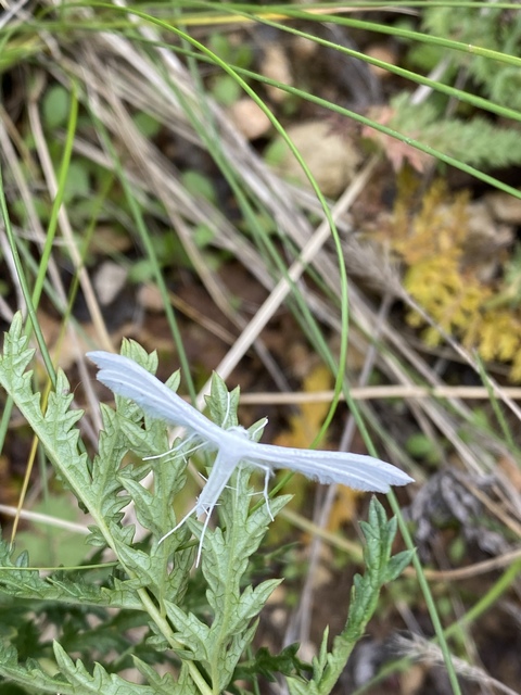 Pterophorus pentadactyla - fehér tollasmoly