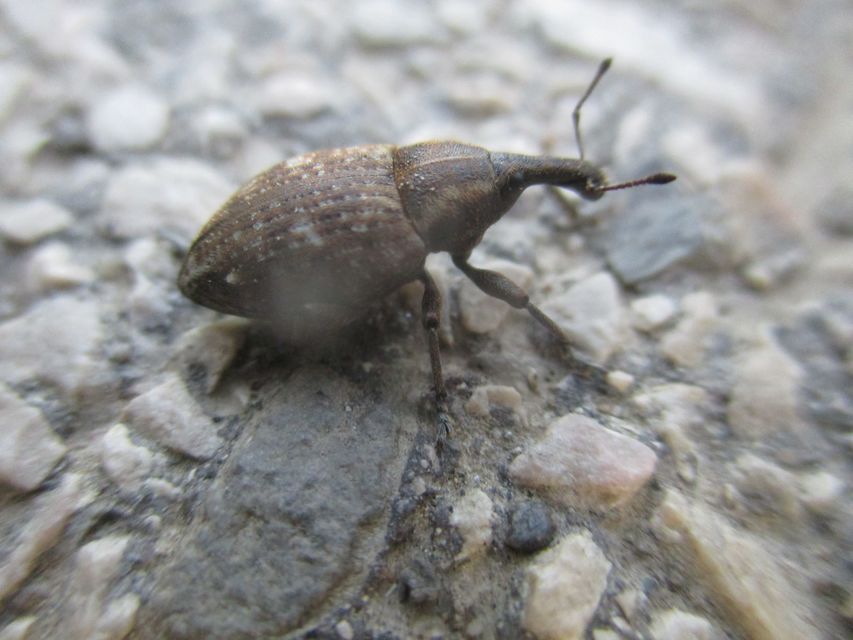 Lepyrus capucinus - pettyes fűzormányos