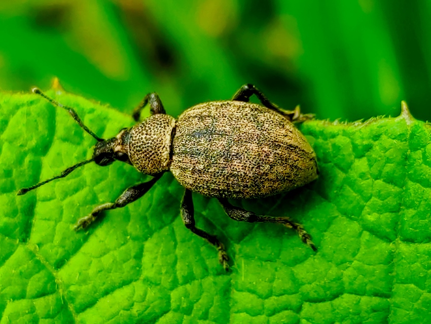 Otiorhynchus ligustici - vincellér-gyalogormányos