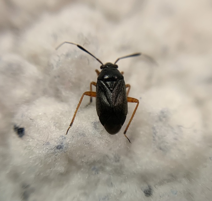 Capsus ater - fekete mezeipoloska
