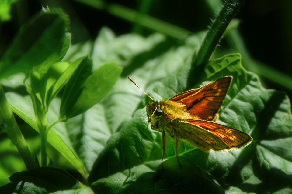 Ochlodes sylvanus - erdei busalepke