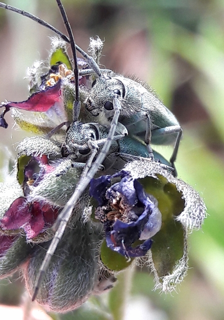Phytoecia coerulescens - kígyósziszcincér