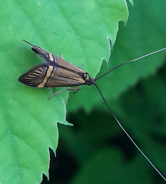 Nemophora degeerella - pompás tőrösmoly