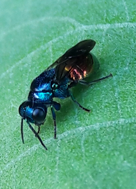 Pseudomalus