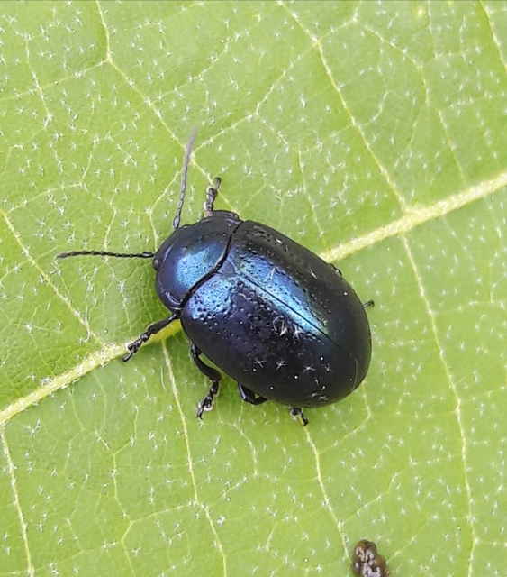 Chrysolina cuprina - pontozott orbáncfűlevelész