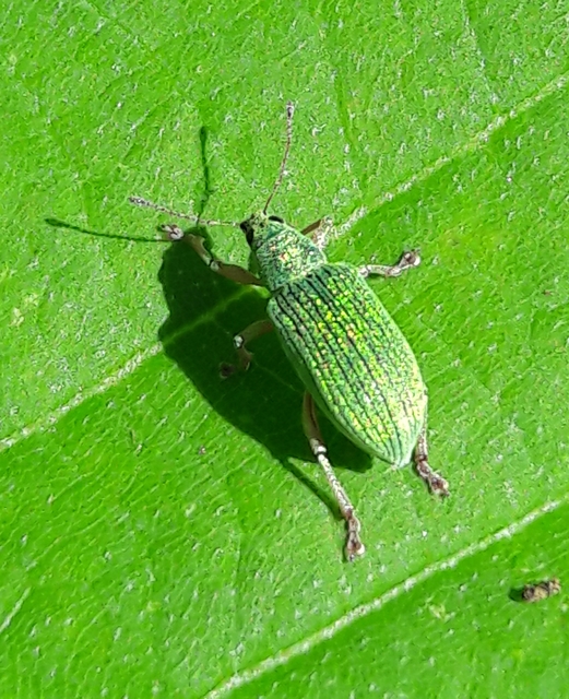 Polydrusus formosus - selymes lombormányos
